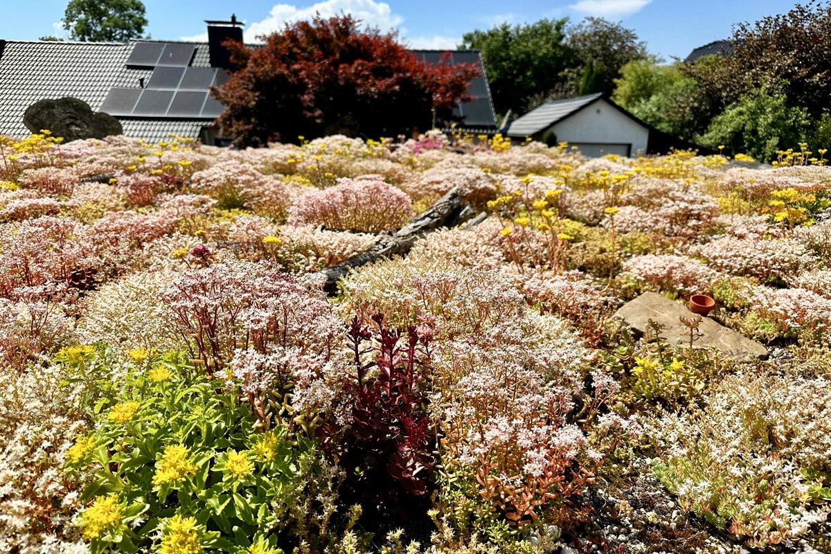 Garagendach mit GreenDepot®-Selbstbausatz begrünt